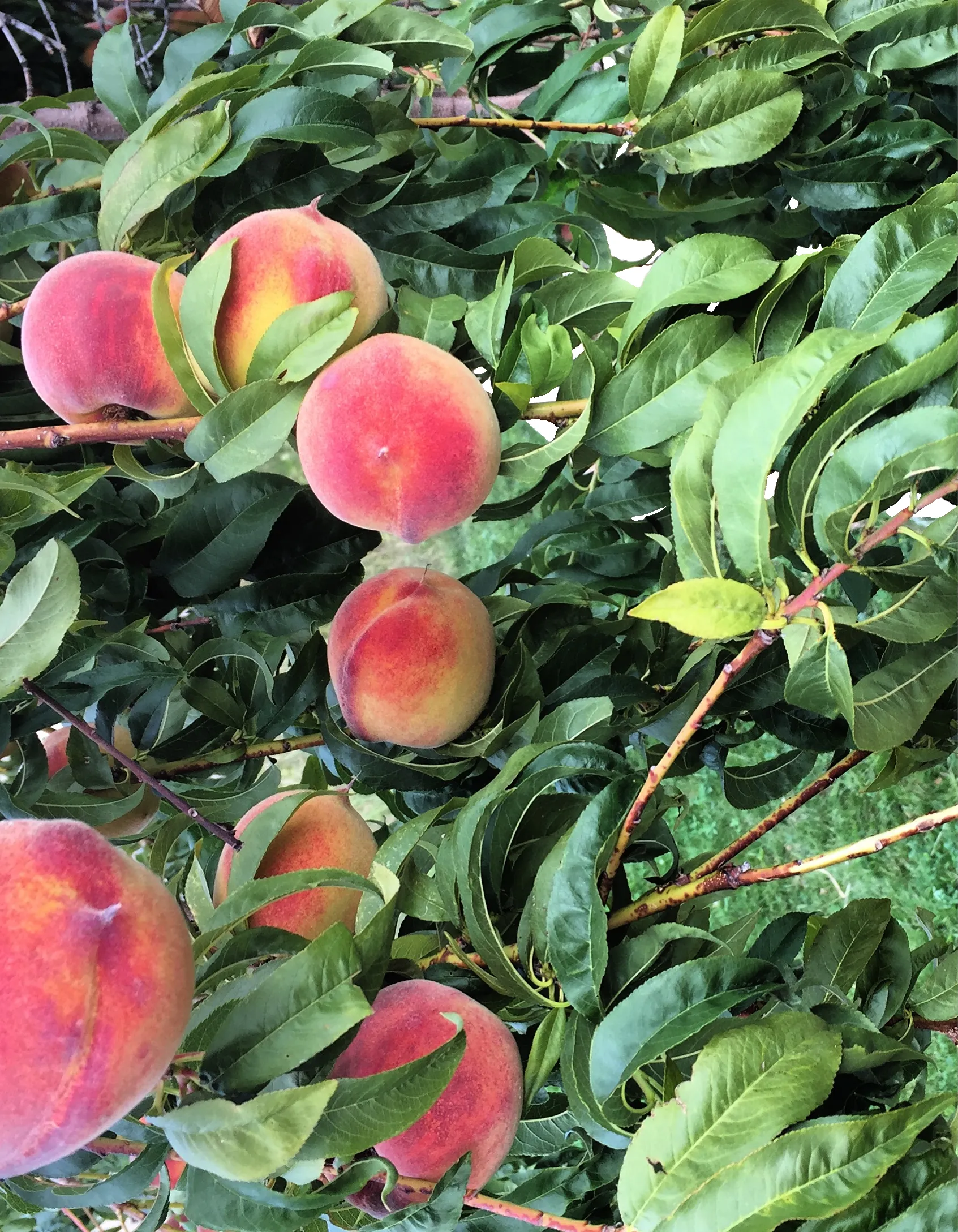 14cciardiellob_ripe,-juicy,-good-enough-to-eat-(fruits-3)-brenda-ciardiello.png